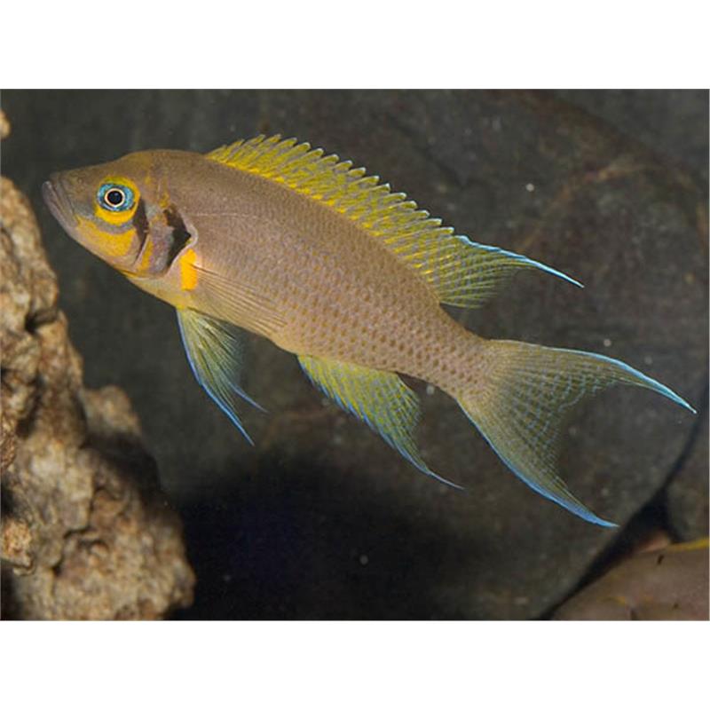 Lamprologus sp. daffodil - imagine 4